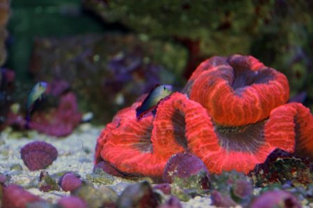 firefishbrainsmall.jpg