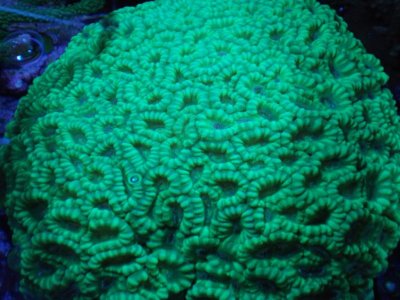 grn candy colony.jpg