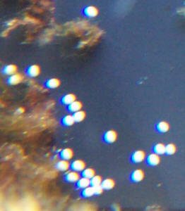 DCP_3359%20eggs.jpg