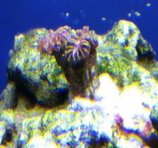 grape coral.jpg
