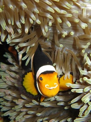 nemo_zpsbfa6a7c3new.jpg