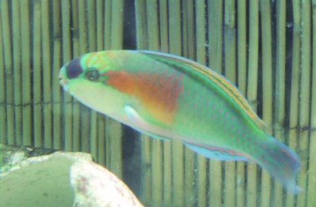 green parrotfish.jpg