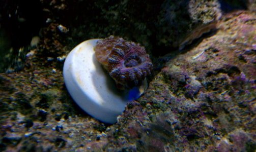 Black Acan.jpg