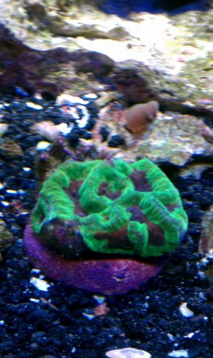 Prism Brain 1.jpg