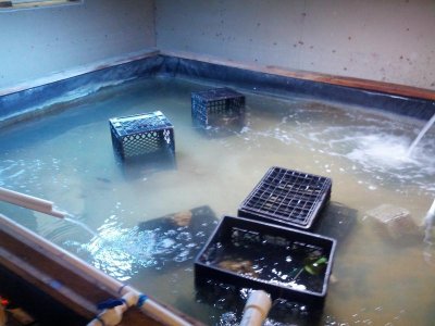 pond crates halides.jpg