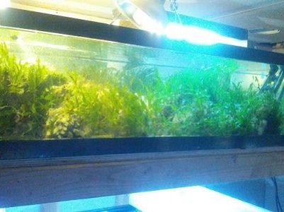top macro tank.jpg