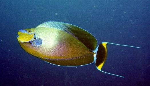 GOLDEN VLAMINGI.jpg