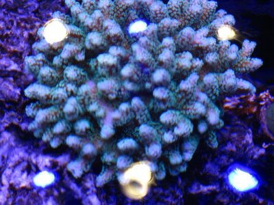 Green Birds Nest.jpg