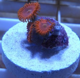 zoa vdm sm.jpg