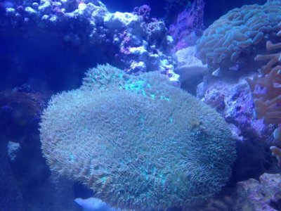 coral.jpg