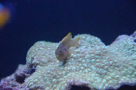 coral 2.jpg