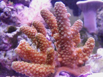 acro3.jpg