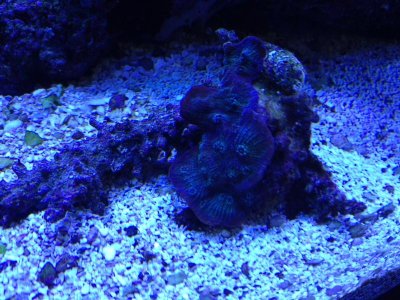 purple fiji chalace.jpg