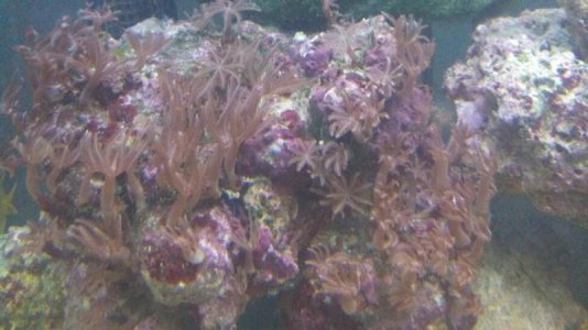 coral1.jpg