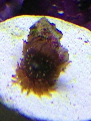 ImageUploadedByTapatalk1363217586.773189.jpg ImageUploadedByTapatalk1363217586.773189.jpg