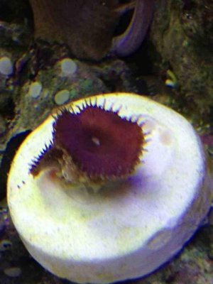 ImageUploadedByTapatalk1363217629.205564.jpg ImageUploadedByTapatalk1363217629.205564.jpg