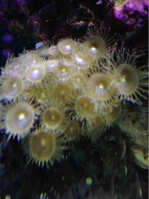 ImageUploadedByTapatalk1363217648.073290.jpg ImageUploadedByTapatalk1363217648.073290.jpg