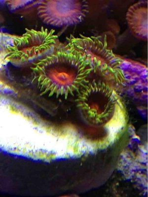 ImageUploadedByTapatalk1363217662.939143.jpg ImageUploadedByTapatalk1363217662.939143.jpg