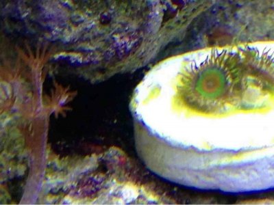 ImageUploadedByTapatalk1363217763.255411.jpg ImageUploadedByTapatalk1363217763.255411.jpg