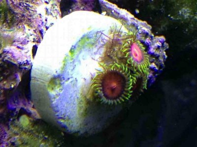 ImageUploadedByTapatalk1363217778.056110.jpg ImageUploadedByTapatalk1363217778.056110.jpg