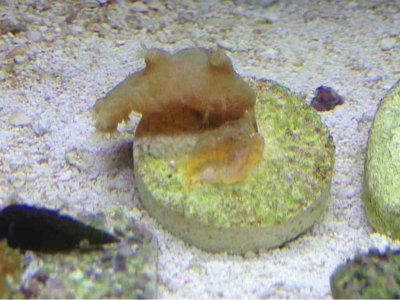 ImageUploadedByTapatalk1363217792.939536.jpg ImageUploadedByTapatalk1363217792.939536.jpg