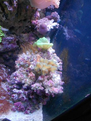 sps 002.jpg