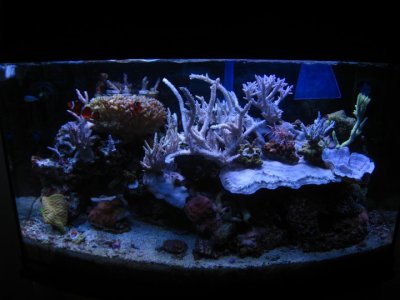 June 6th 2010, All SPS bleached doe to a burned ou.jpg