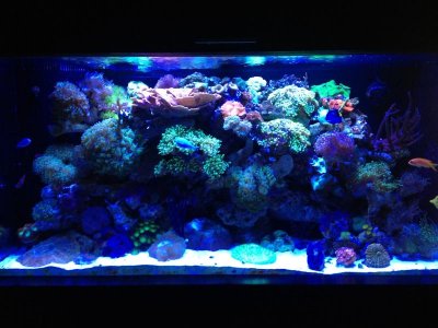 Optimized-image (4).jpg