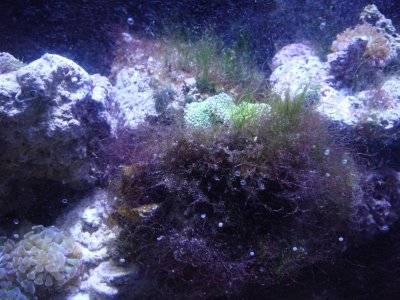 Red Wiry Turf Algae1.jpg