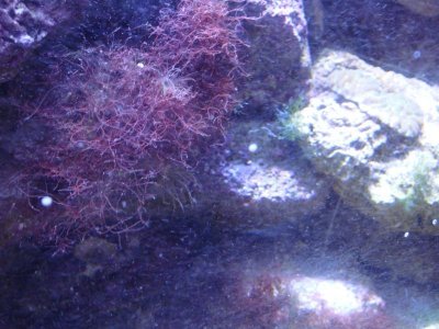 Red Wiry Turf Algae2.jpg