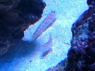 Gobies1.jpg