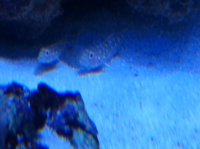 Gobies2.JPG