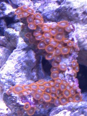 zoas1.jpg