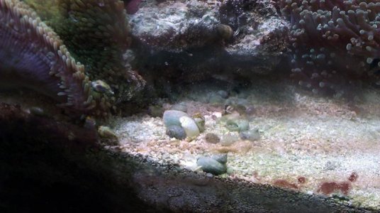 snail grave yard.jpg