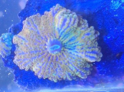 Mushroom - Ricordea Yuma - Orange - 2.jpg