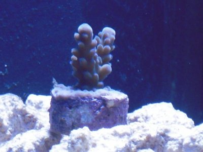 Blue Gomezi.jpg