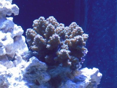 Blue Polyp Austera Acropora.jpg