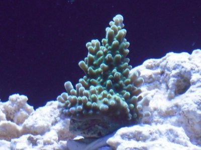 Bushy Acropora.jpg