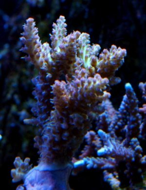 DSC09003.jpg