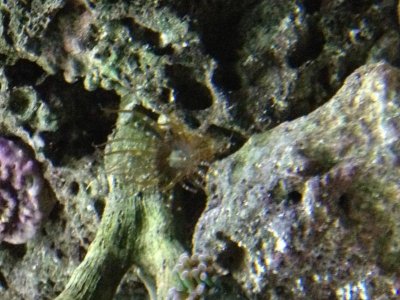 weird coral.jpg