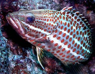 mimic grouper 1.jpg