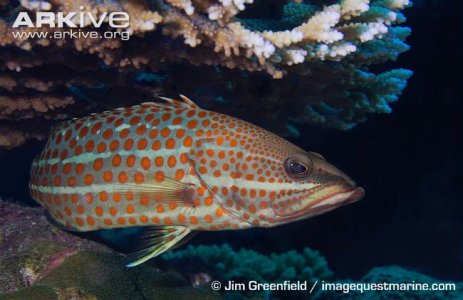 mimic grouper 2.jpg