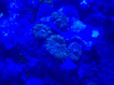 Mushroom Actinic.jpg