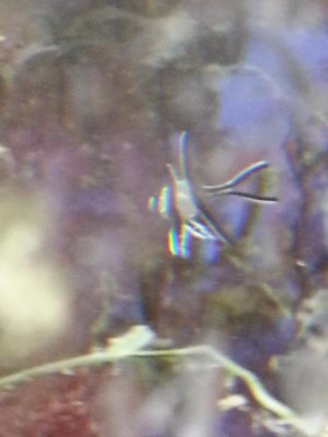 bangaii cardinal baby.jpg