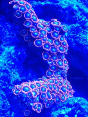 zoas.jpg