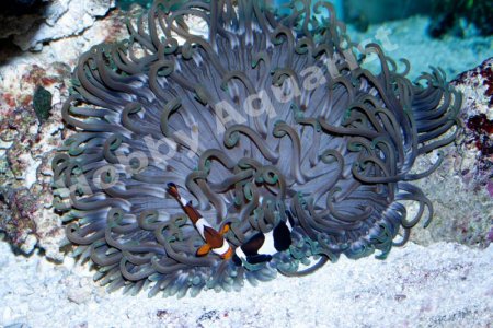 clowns in anemCRs.jpg