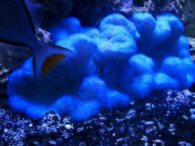 anemone 5-1 (800x598).jpg