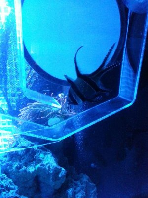 cardinal in the fry trap.jpg