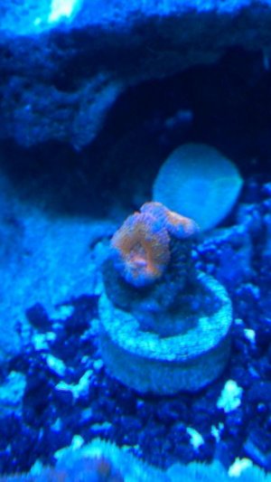Acan - Lords - Orange - 3.jpg
