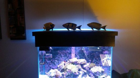custom canopy i built.jpg